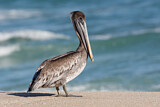 Image. Brown Pelican