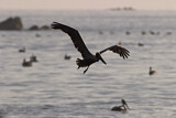 Image. Brown Pelican