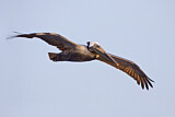 Image. Brown Pelican