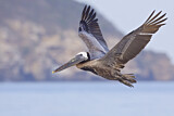 Image. Brown Pelican