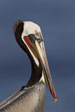 Image. Brown Pelican