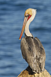Image. Brown Pelican