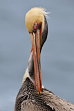 Image. Brown Pelican