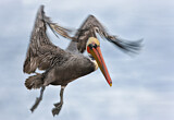 Image. Brown Pelican
