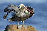 Image. Brown Pelican