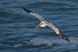 Image. Brown Pelican