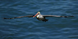 Image. Brown Pelican