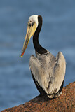 Image. Brown Pelican