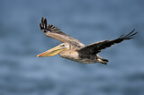 Image. Brown Pelican