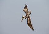 Image. Brown Pelican