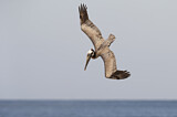 Image. Brown Pelican