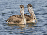 Image. Brown Pelican