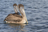 Image. Brown Pelican
