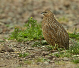 Image. Brown Quail