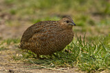 Image. Brown Quail