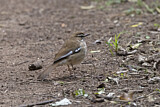 Image. Brown Scrub Robin
