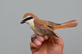 Image. Brown Shrike