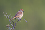 Image. Brown Shrike