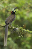 Image. Brown Sicklebill