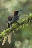 Image. Brown Sicklebill