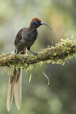 Image. Brown Sicklebill