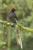 Image. Brown Sicklebill