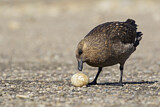 Image. Brown Skua