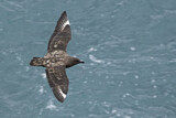 Image. Brown Skua
