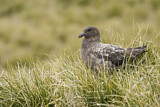 Image. Brown Skua