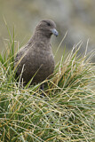 Image. Brown Skua