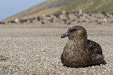 Image. Brown Skua