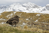 Image. Brown Skua