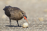 Image. Brown Skua