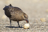 Image. Brown Skua