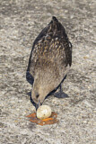 Image. Brown Skua