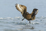 Image. Brown Skua