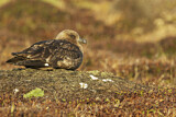 Image. Brown Skua
