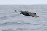 Image. Brown Skua