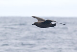 Image. Brown Skua