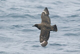 Image. Brown Skua