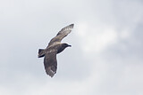 Image. Brown Skua