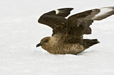 Image. Brown Skua