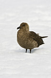 Image. Brown Skua