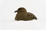 Image. Brown Skua