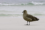 Image. Brown Skua