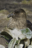 Image. Brown Skua
