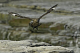 Image. Brown Skua