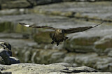 Image. Brown Skua