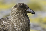 Image. Brown Skua