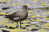 Image. Brown Skua